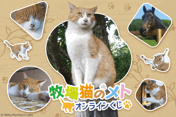 牧場猫のメト オンラインくじ