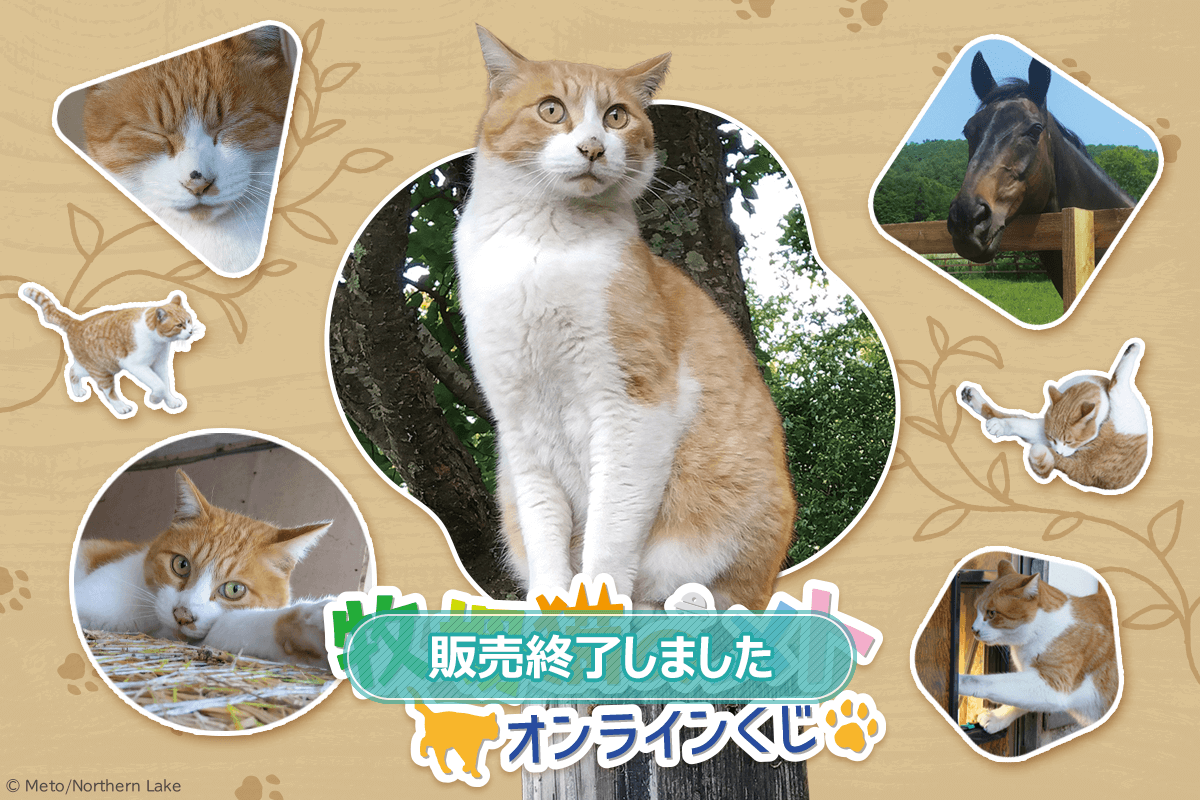 牧場猫のメト オンラインくじ